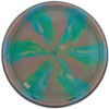 MVP Disc Sports Entropy Cosmic Neutron Thumbnail 2